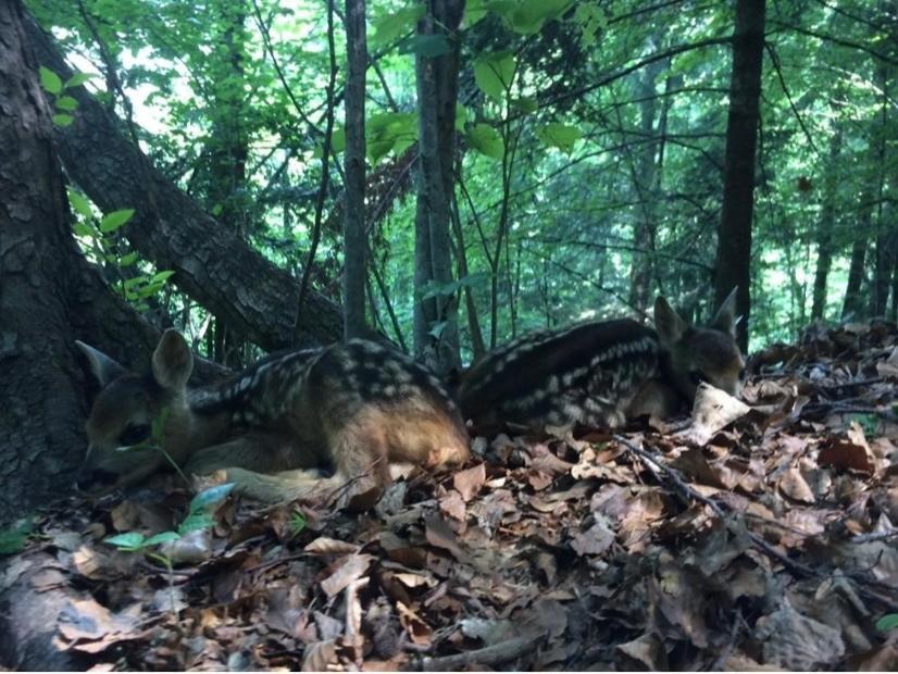 La Mansarda di Casa Vacanze La Vite Bordogna Esterno foto